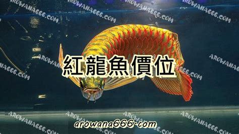 紅龍魚價格|大洲水族